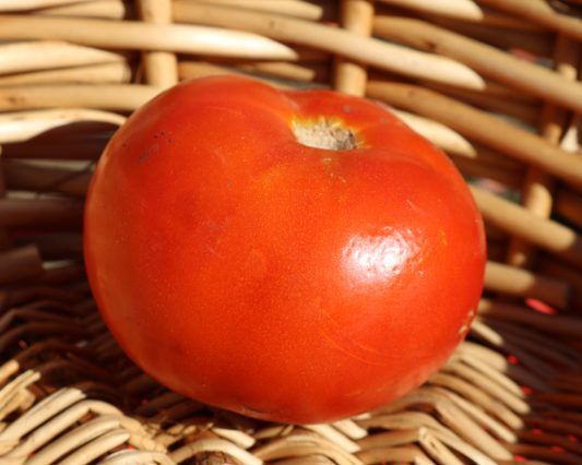 Semillas de tomate híbrido Heatmaster