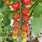 Unicorn Hybrid Tomato FNT