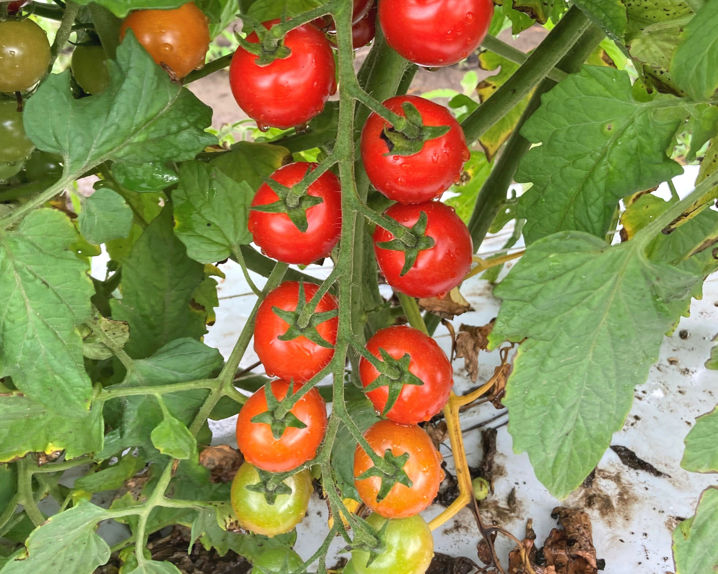 Unicorn Hybrid Tomato FNT