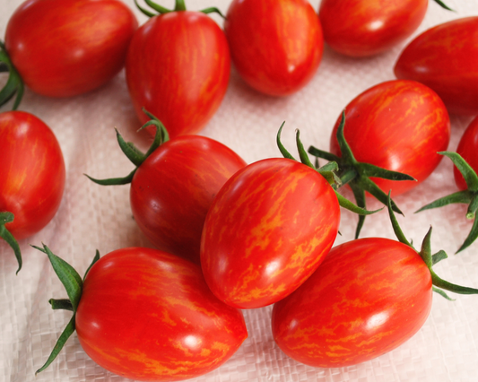 Semillas de tomate híbrido Red Torch