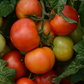 Little Sicily Hybrid Tomato
