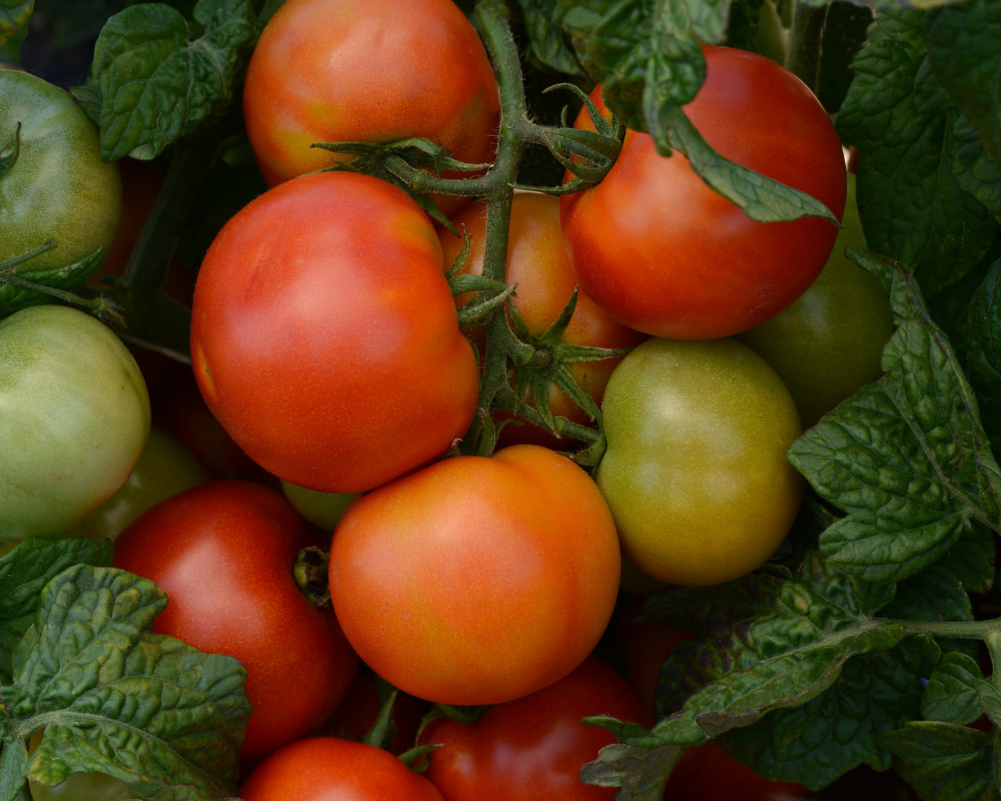 Little Sicily Hybrid Tomato