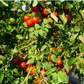 Super Sweet 100 Hybrid Tomato Seeds