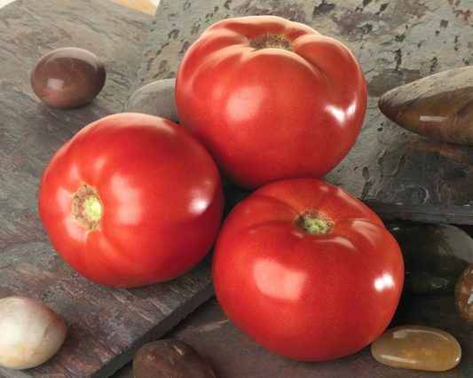 Semillas de tomate híbrido Bella Rosa 