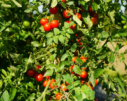 Super Sweet 100 Hybrid Tomato Seeds