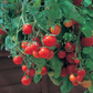 Tumbling Tom Red Tomato Seeds