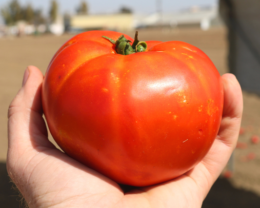 Semillas de tomate híbrido Florida 91