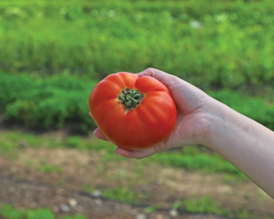 Amelia VR Hybrid Tomato Seeds