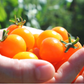 Sun Sugar Hybrid Tomato Seeds