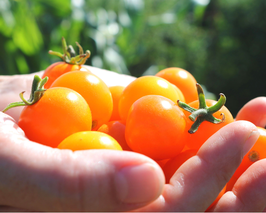 Semillas de tomate híbrido Sun Sugar