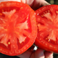 Biltmore Hybrid Tomato Seeds