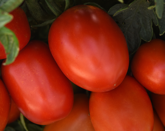 Semillas de tomate híbrido Bellatrix