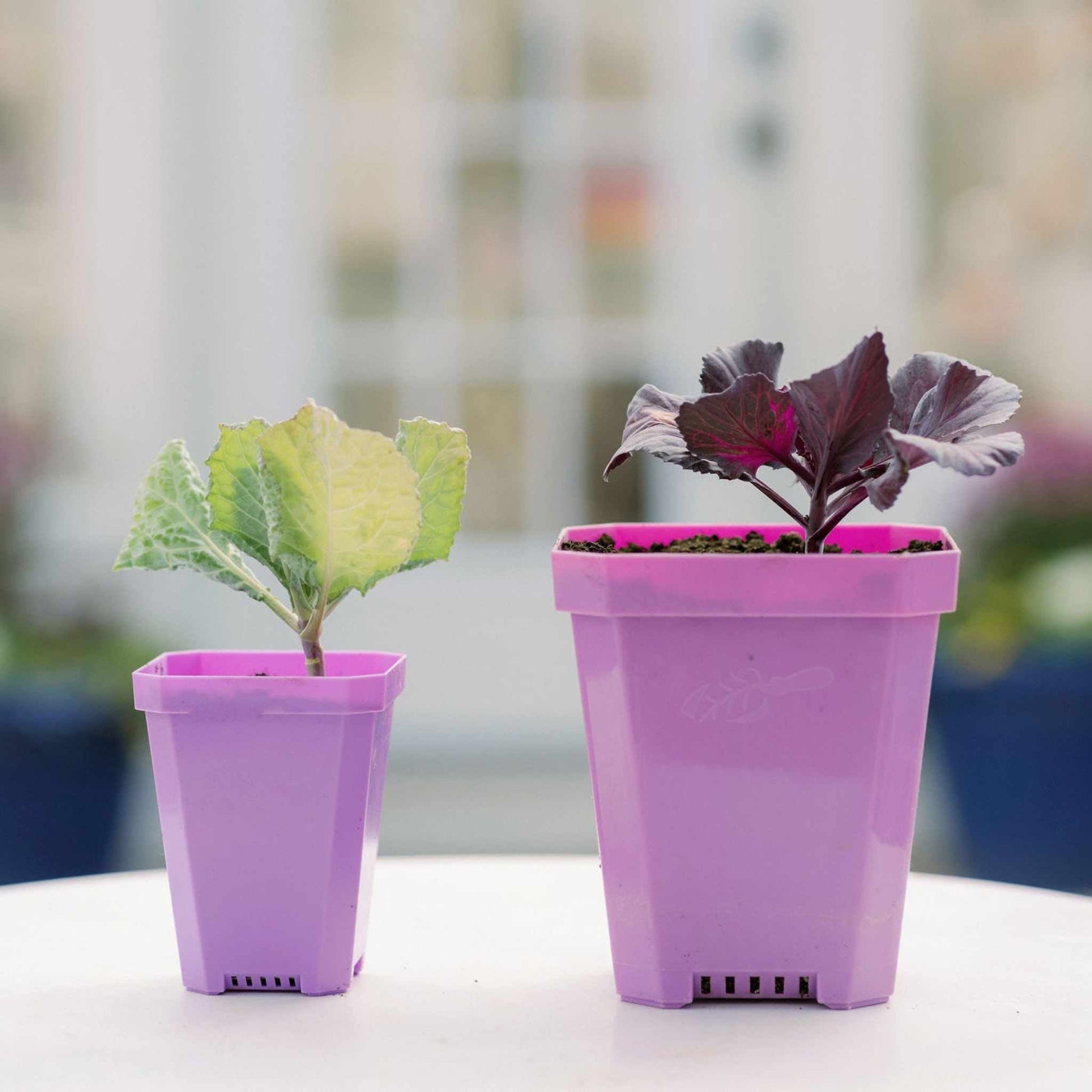 planting starter pots 3.3" Heavy Duty Seed Starting Pots Green / 36