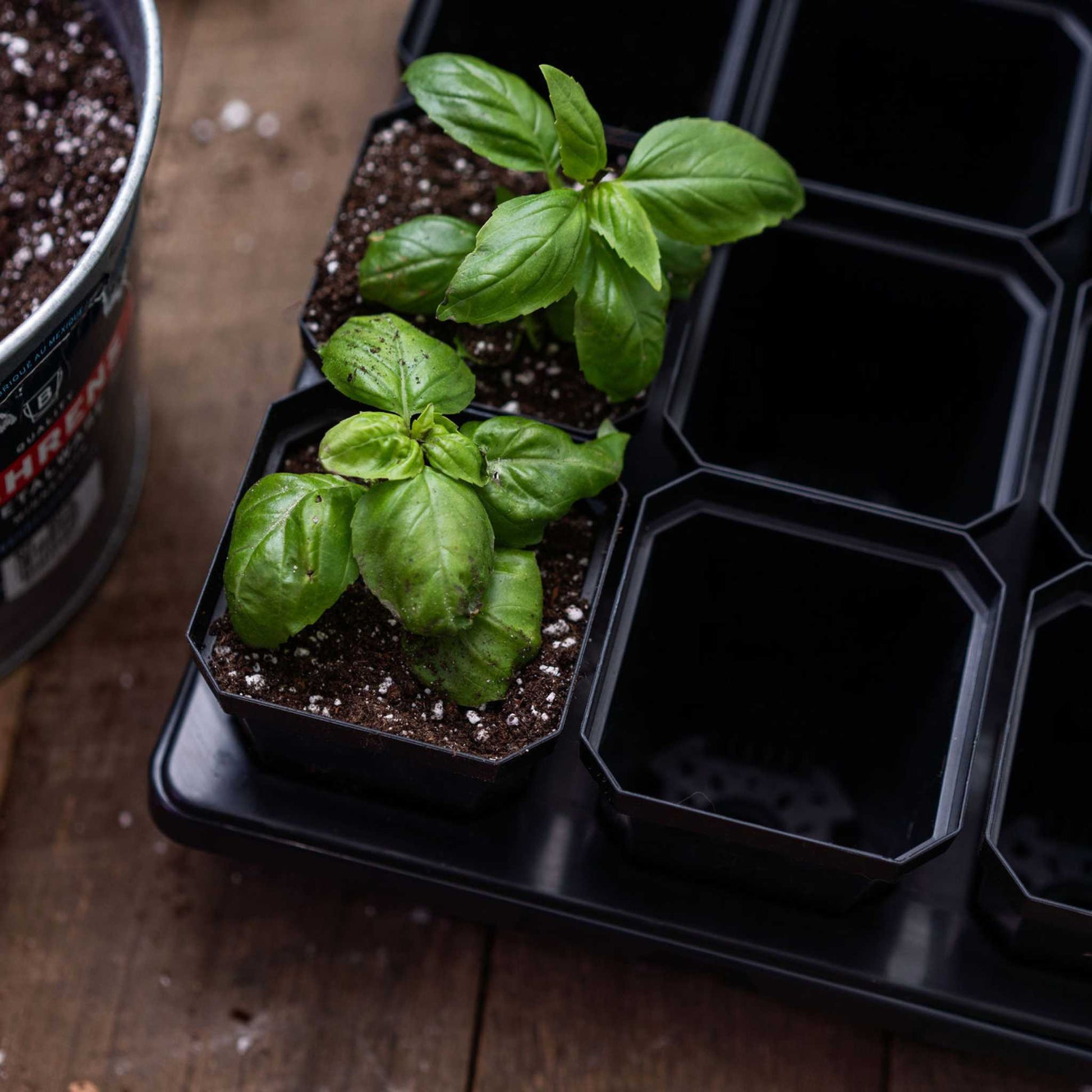 seeds to plant in pots 3.3" Heavy Duty Seed Starting Pots Multicolor / 36