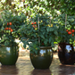 Little Sicily Hybrid Tomato