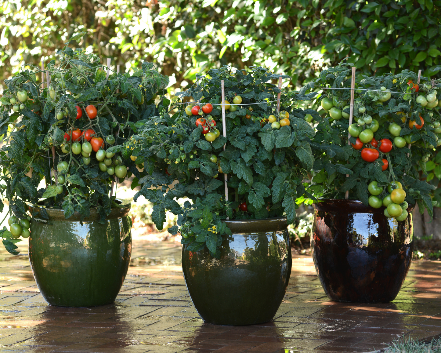 Little Sicily Hybrid Tomato
