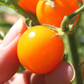 Sun Sugar Hybrid Tomato Seeds