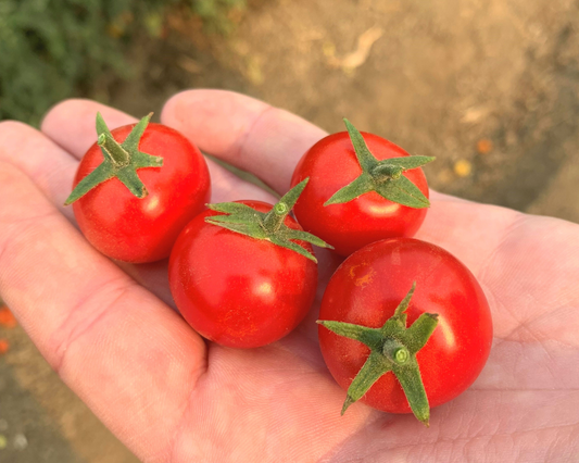 Tomate híbrido Unicornio FNT