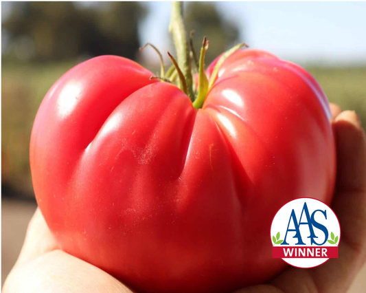 Tomate híbrido rosado delicioso VFFTSt