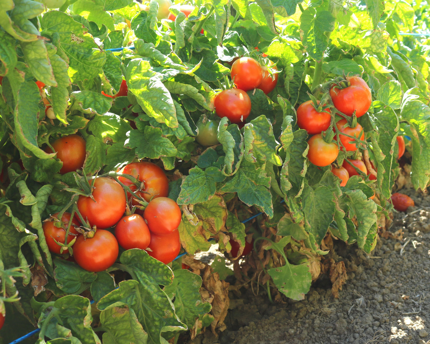 Patio Hybrid Tomato Seeds