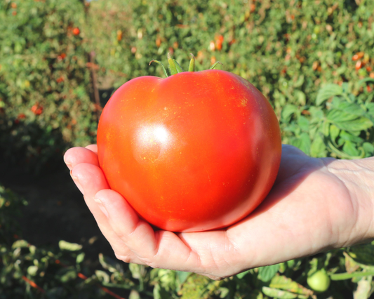 Semillas de tomate híbrido Saybrook