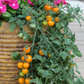 Tumbling Tom Yellow Tomato Seeds