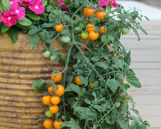 Semillas de tomate amarillo Tumbling Tom