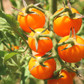 Sun Sugar Hybrid Tomato Seeds