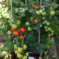Little Sicily Hybrid Tomato