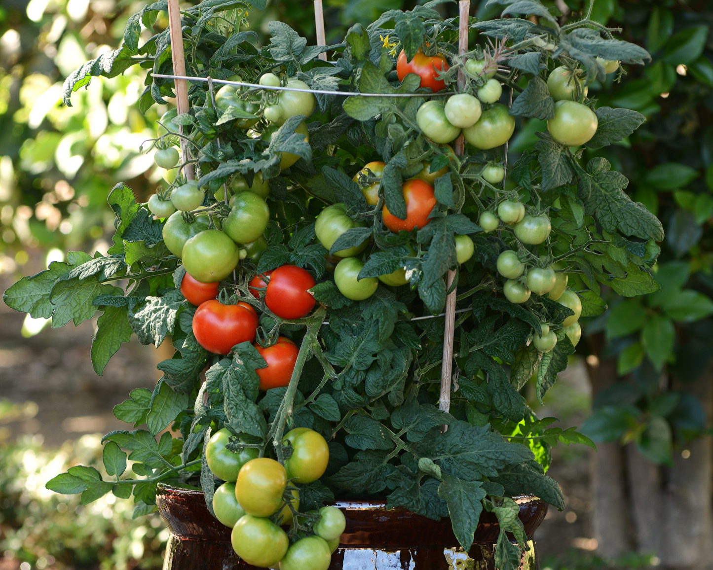 Little Sicily Hybrid Tomato