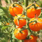 Sun Sugar Hybrid Tomato Seeds