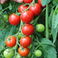 Unicorn Hybrid Tomato FNT