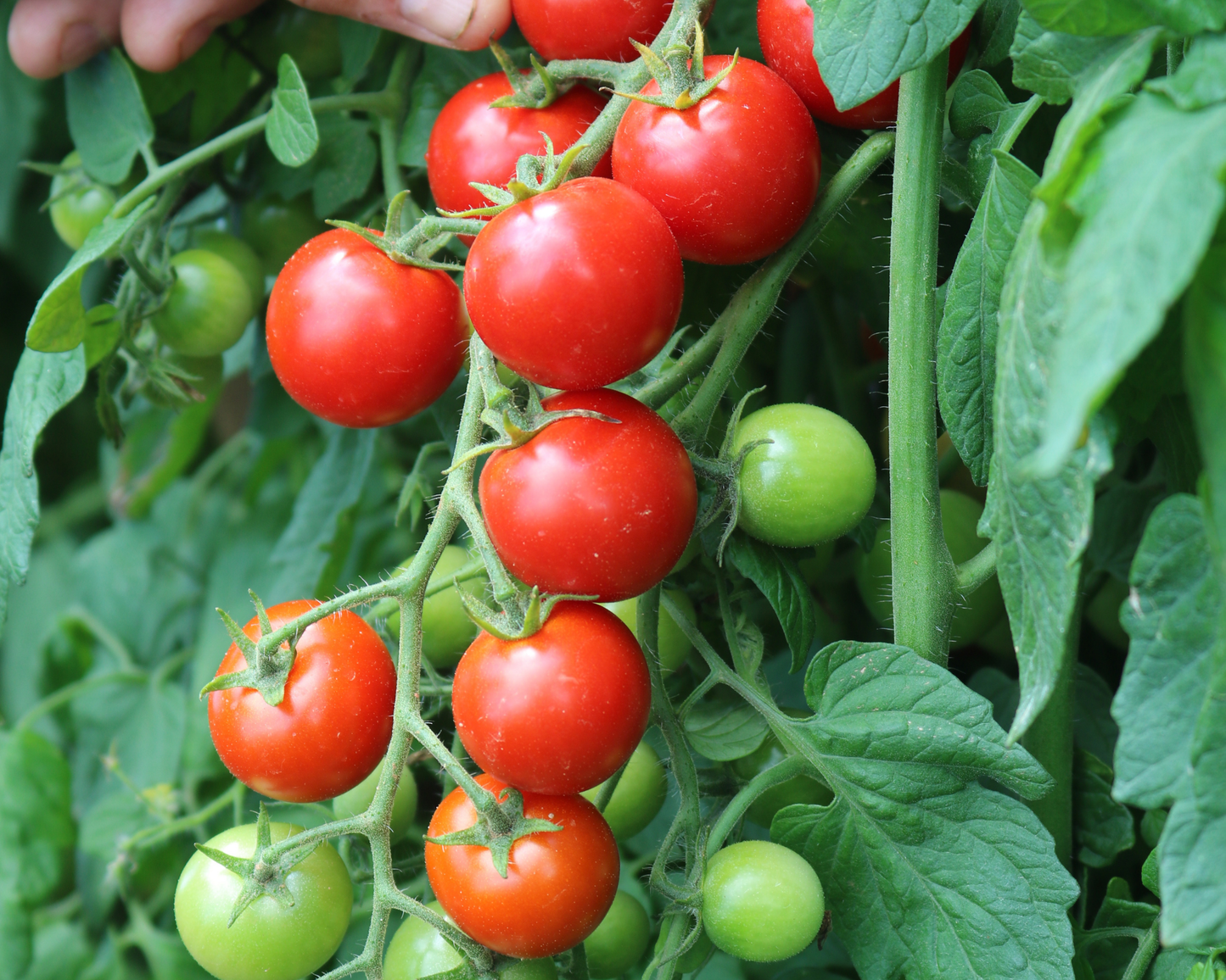Unicorn Hybrid Tomato FNT