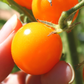 Sun Sugar Hybrid Tomato Seeds