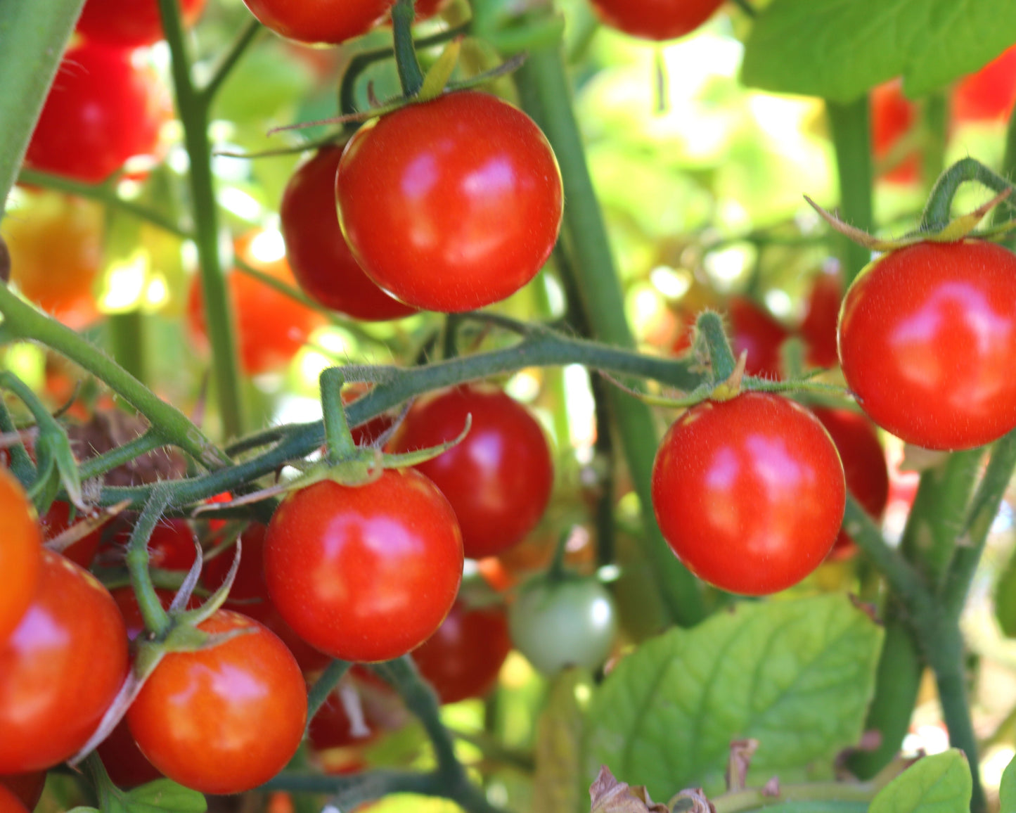 Unicorn Hybrid Tomato FNT