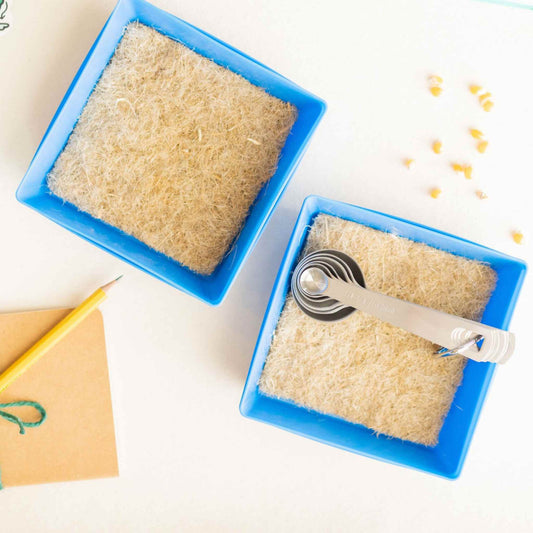 Two 5-inch hemp grow mats placed in blue seed starting trays with measuring spoons and corn seeds for planting