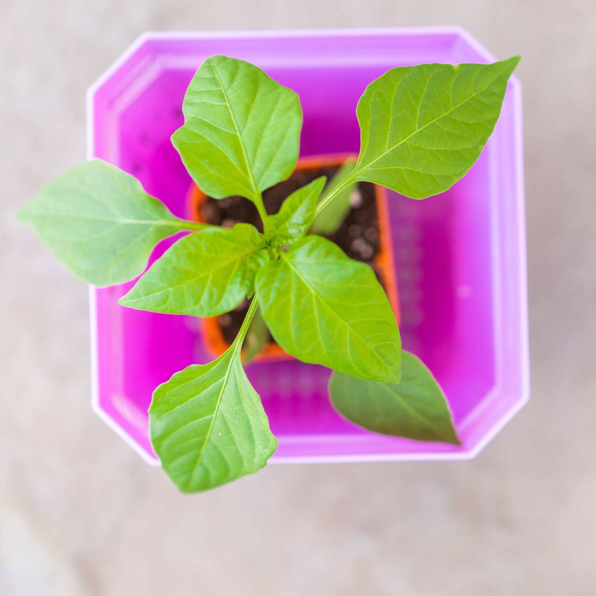 plants for 5 inch pots 5" Nursery Pots with Insert Tray – Pepper Joe's