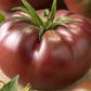 Semillas de tomate híbrido negro Chef's Choice