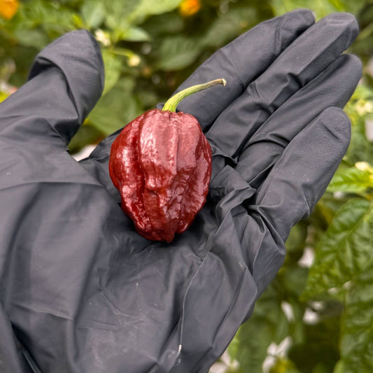 Pepper Joe's 7 Pot Douglah Pepper in black gloved hand used to display pepper seeds for sale