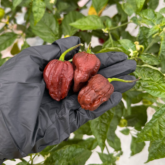 Three of Pepper Joe's  7 Pot Douglah Peppers in black gloved hand used to display pepper seeds for sale