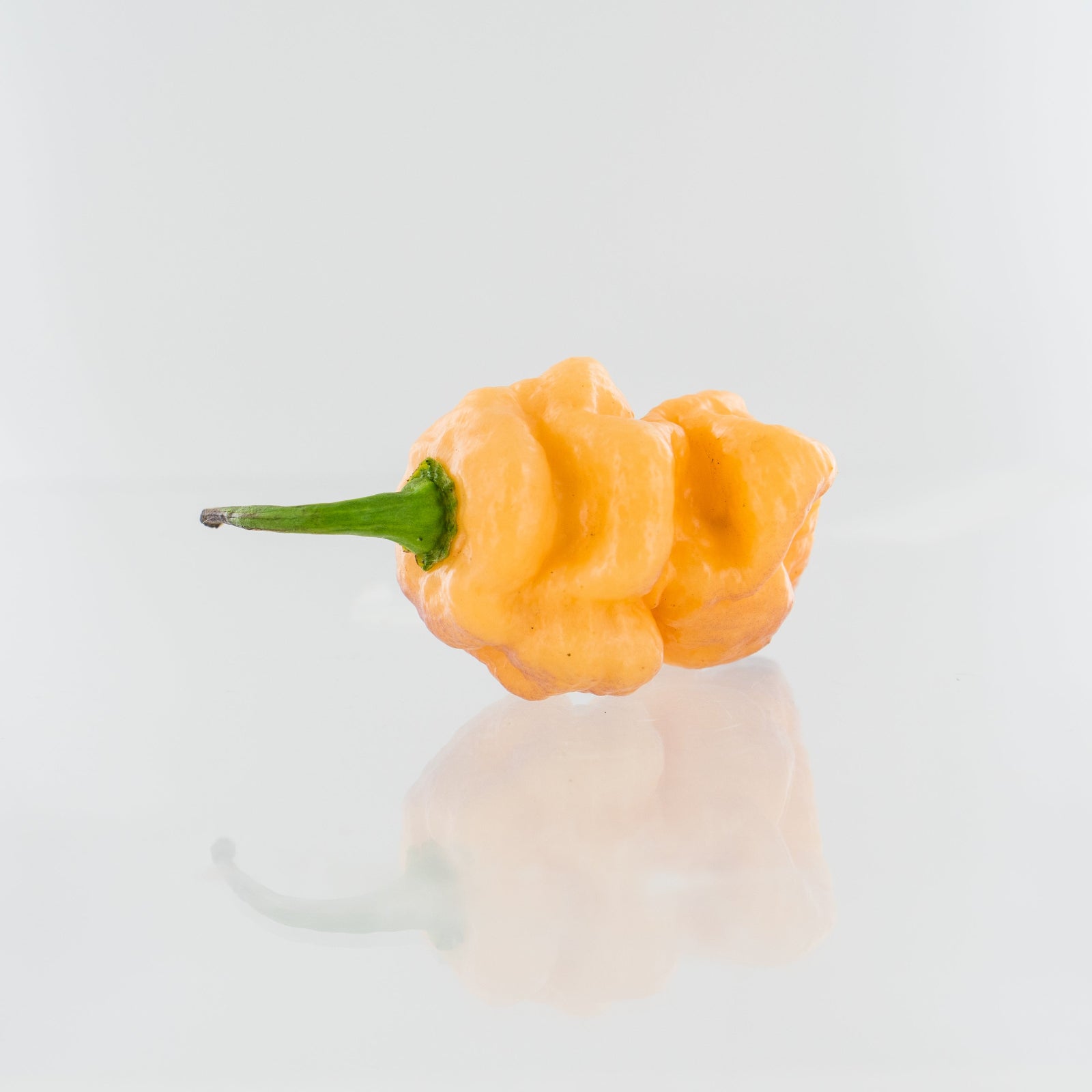 7 Pot Bubblegum Orange Pepper Seeds - Buy Online Here – Pepper Joe's