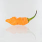 One 7-pot bubblegum orange pepper on white background used to display pepper seeds for sale