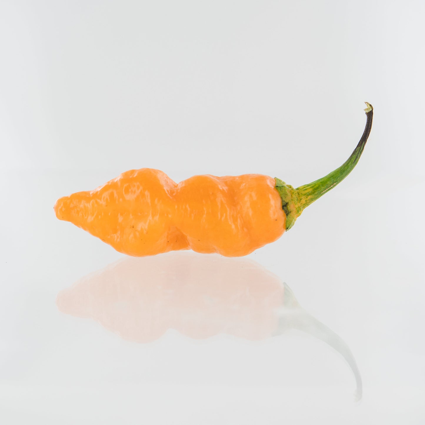 One 7-pot bubblegum orange pepper on white background used to display pepper seeds for sale