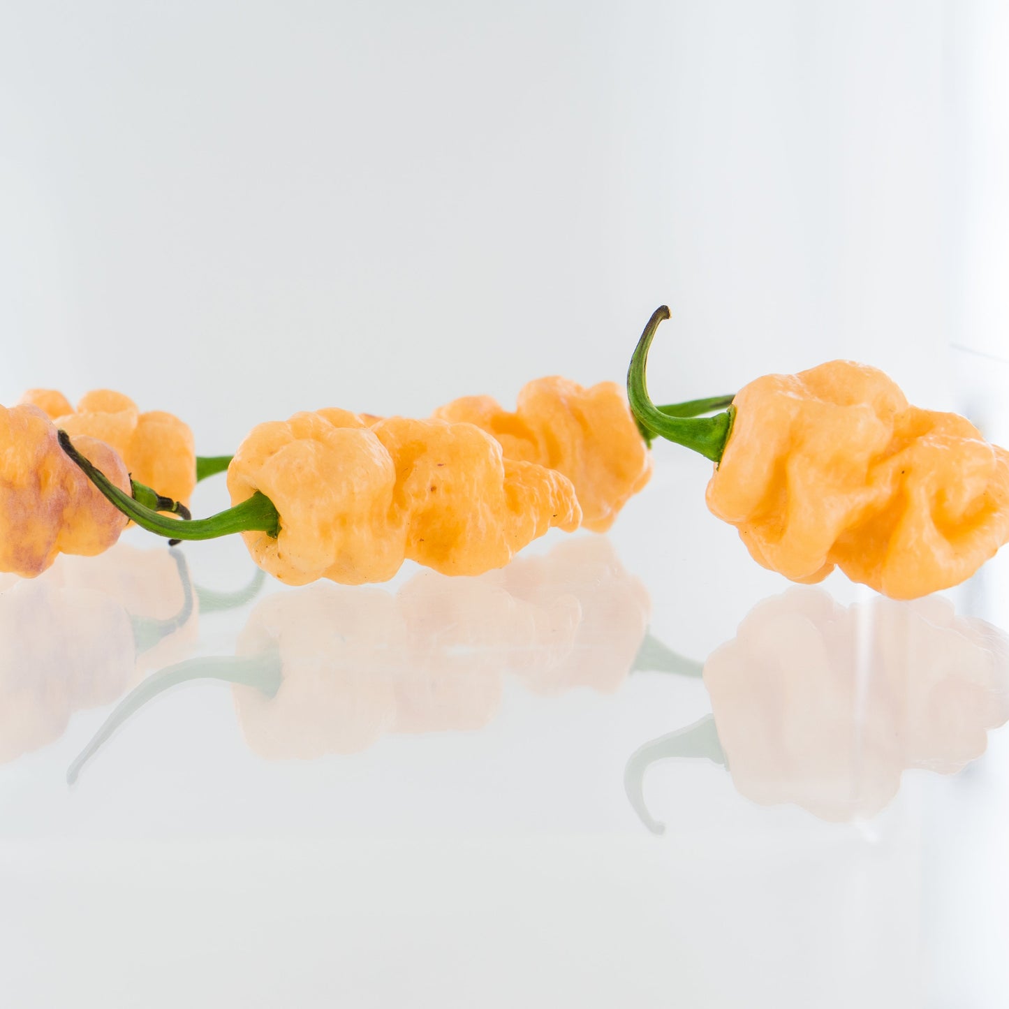 three 7-pot bubblegum peppers on a white background used to display pepper seeds for sale. 