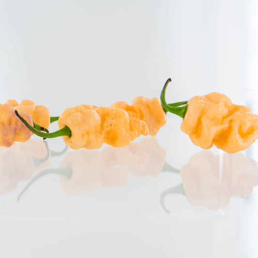 three 7-pot bubblegum peppers on a white background used to display pepper seeds for sale. 