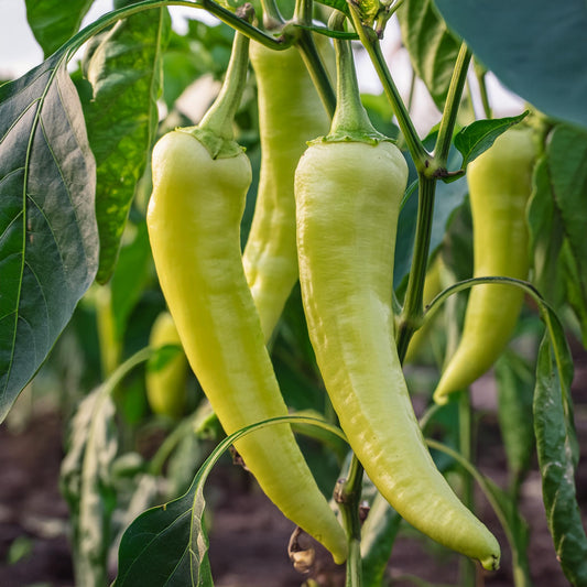 sweet banana peppers