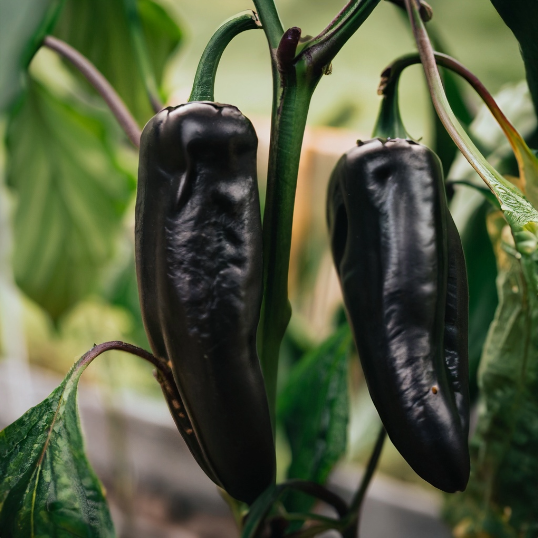 Black Jalapeno Seeds