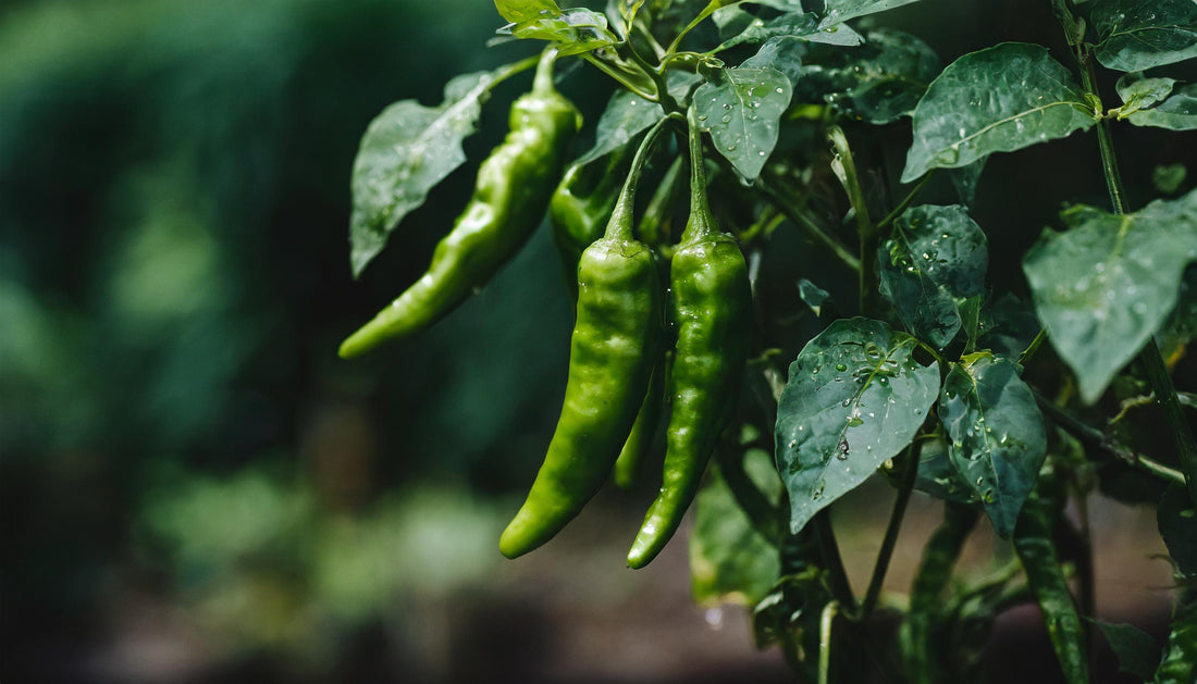 Shishito Pepper