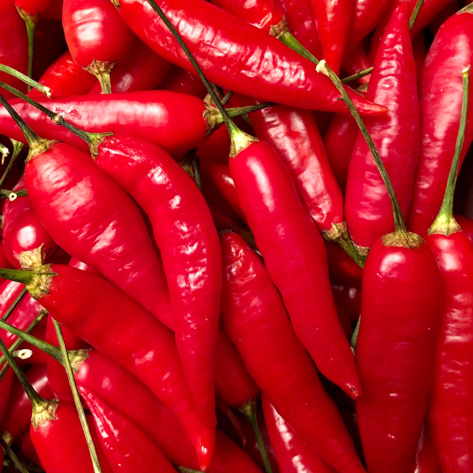 Aji Omnicolor Pepper Seeds