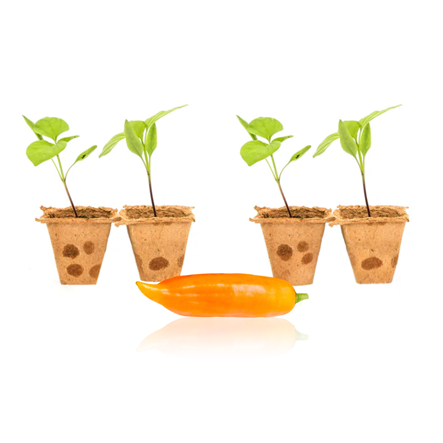 Aji Amarillo Pepper Plants